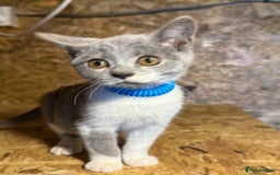 British Shorthair cats for sale: Beautiful blue & white British shorthair kittens  - Image 4