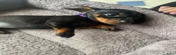 Miniature Dachshund dogs for sale: Miniature dachshund 3 boys 5 girls - Advert 39