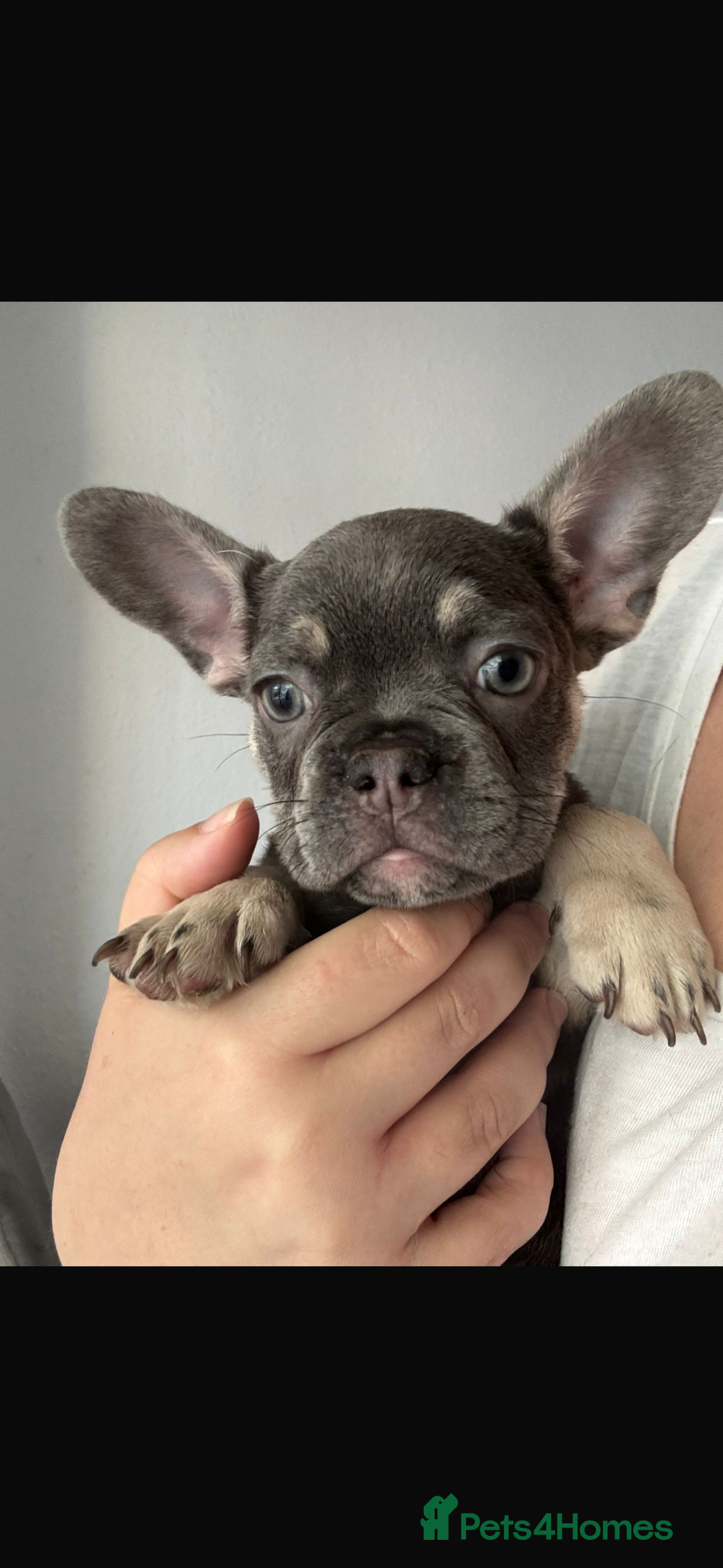 French Bulldog dogs for sale: LAST 2 REMAINING Beautiful French Bulldog Pups in Waltham Cross - Image 24