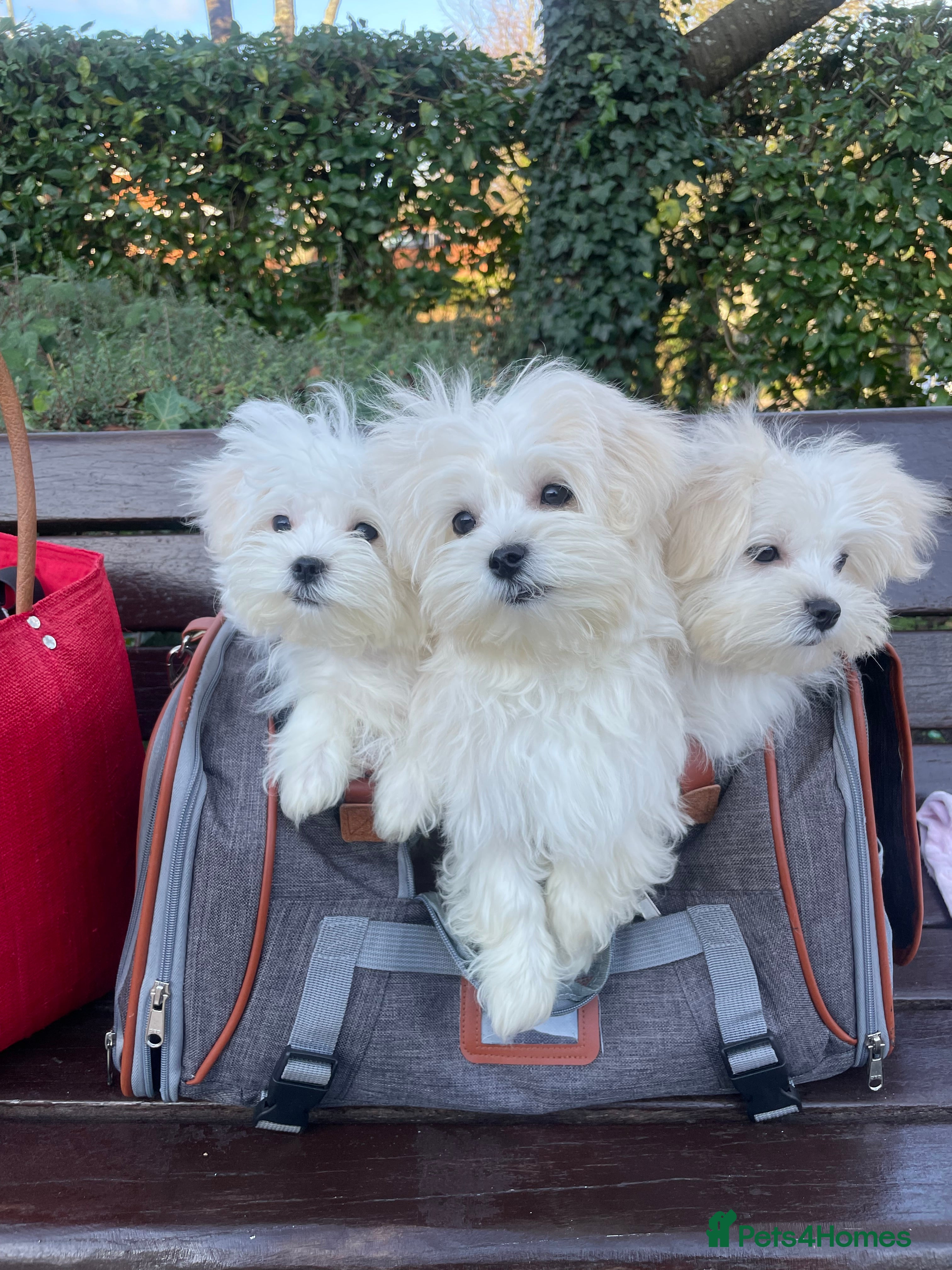 Maltese dogs  ✨ Special – Korean Maltese Puppies 🐾 - Advert 2