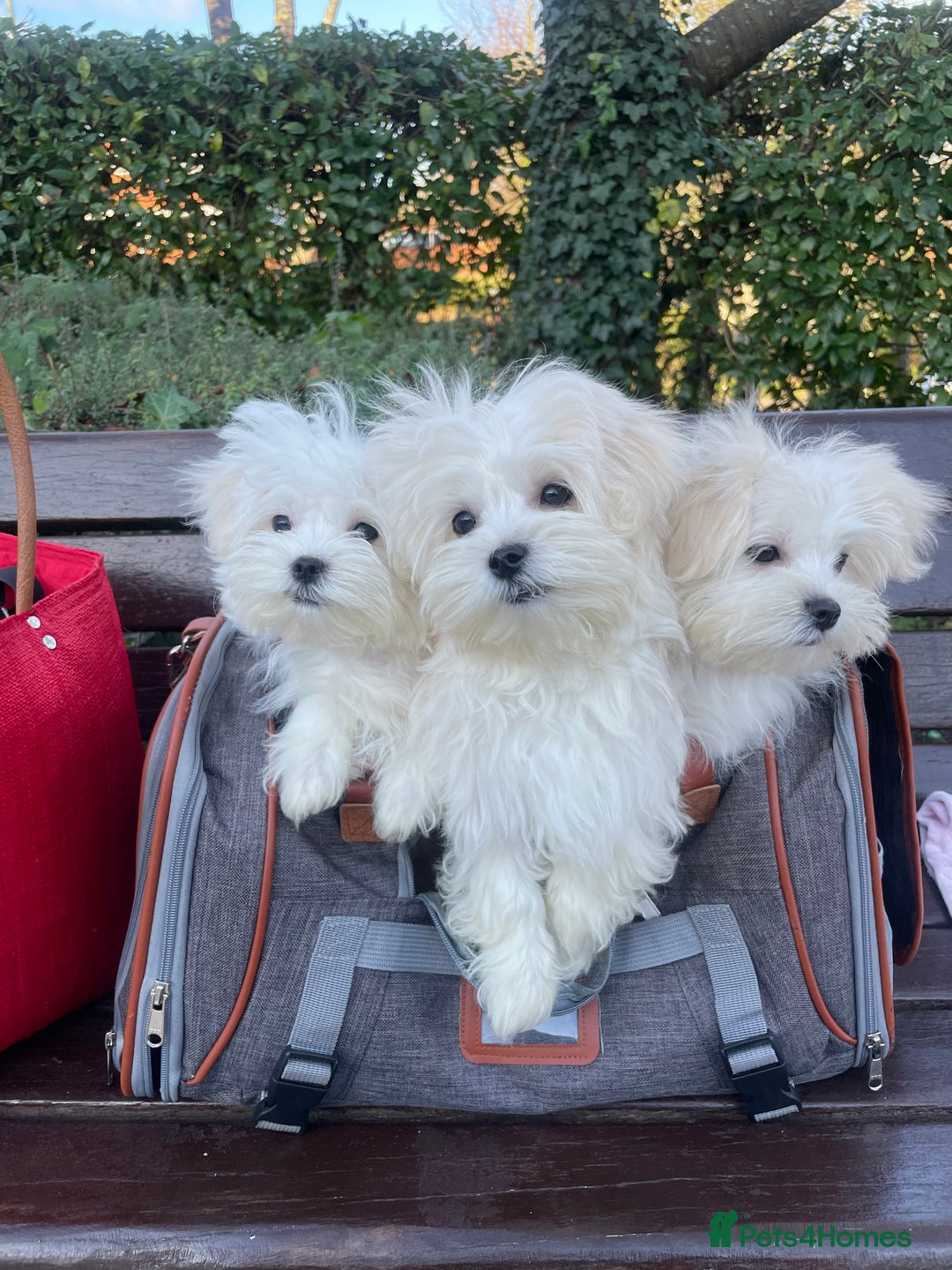 Maltese dogs for sale:  ✨ Special – Korean Maltese Puppies 🐾 - Advert 1