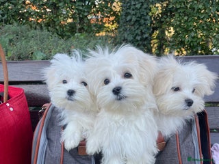Maltese dogs ✨ Special – Korean Maltese Puppies 🐾 - Advert 2