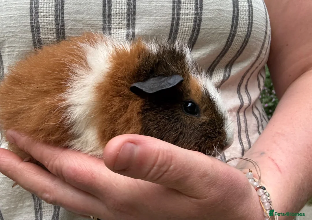 Guinea Pig rodents for sale: Make Guinea pigs  - Advert 2