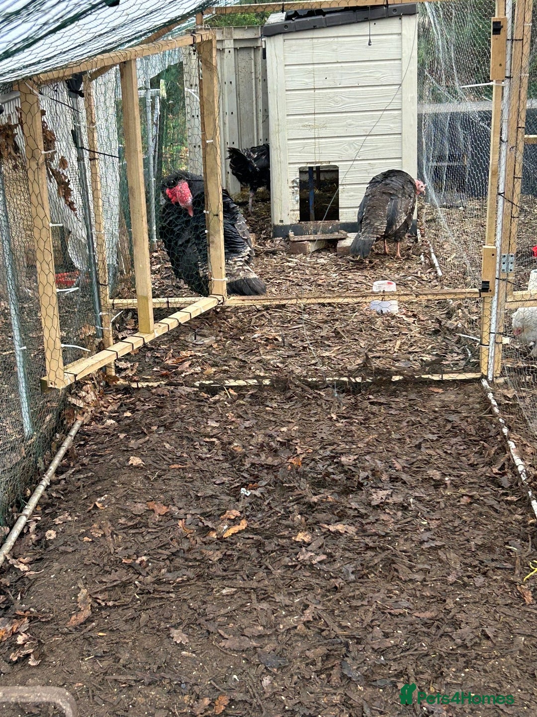 Turkeys poultry for sale: Trio of black/bronze turkeys - Advert 2