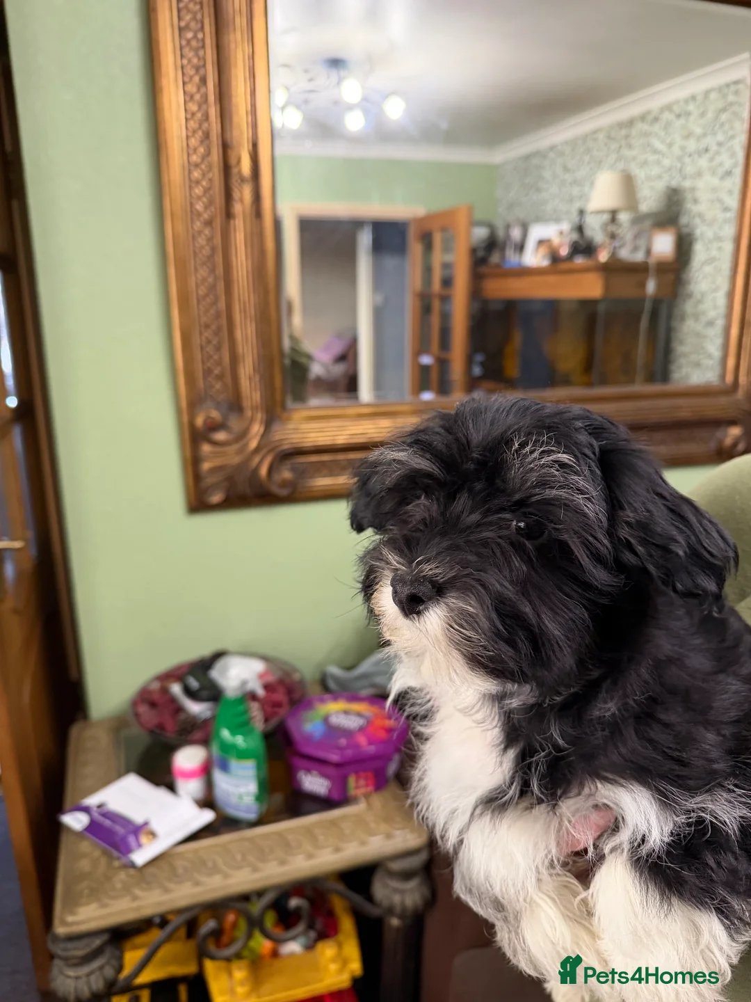 Havanese dogs for sale: ***Beautiful Havanese Puppies *** - Advert 37