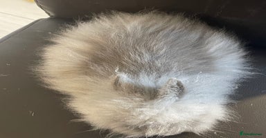 Lionhead rabbits - Advert 1