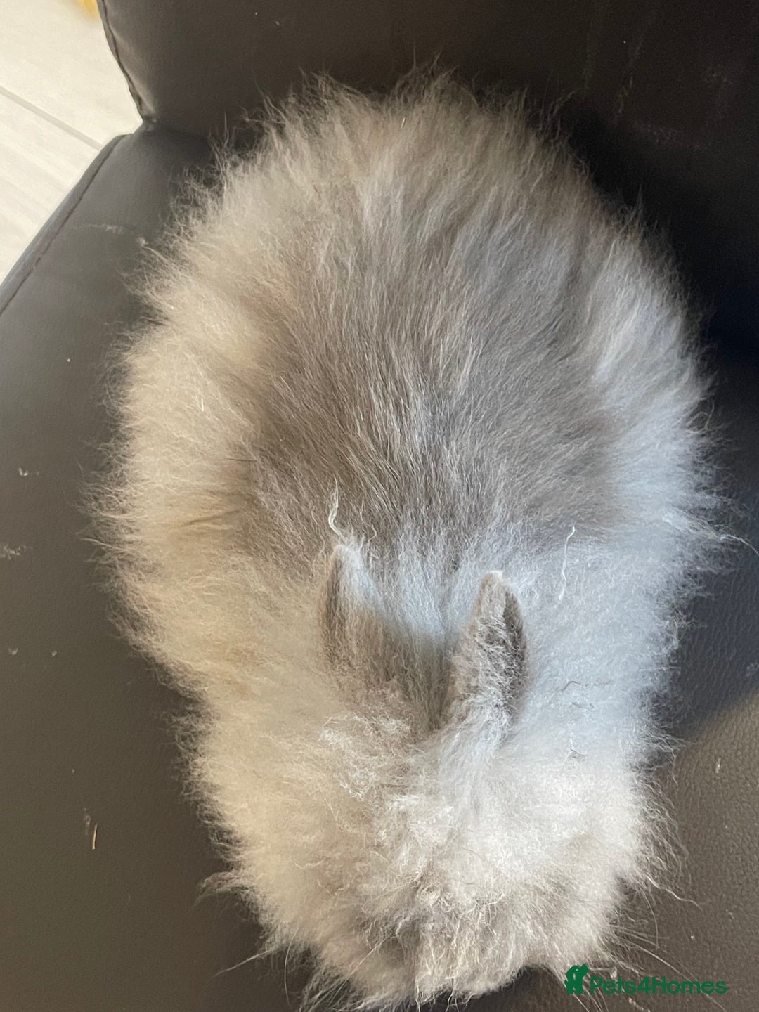 Lionhead rabbits for sale: Cute fluffy lionhead rabbits for sale!!! - Image 2
