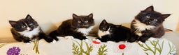 Mixed Breed cats for sale: 4 Beautiful TUXEDO Kittens Available <3 - Advert 1