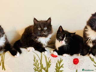 Mixed Breed cats 4 Beautiful TUXEDO Kittens Available <3 - Advert 1