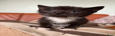 Toto Female