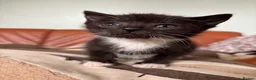 Mixed Breed cats for sale: 7 black and white kittens looking for forever home - Advert 8