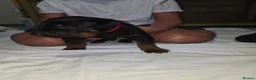Chinese Red Dog dogs for sale: Stunning Chinese Red Dog Puppies. in Manchester - Advert 19