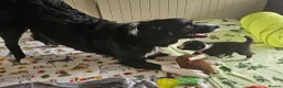 Border Collie dogs for sale: Border Collie Puppies – Looking for Forever Homes in Swindon - Advert 15