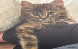 Persian cats for sale: Beautiful Persian x long haired kitten  - Image 19