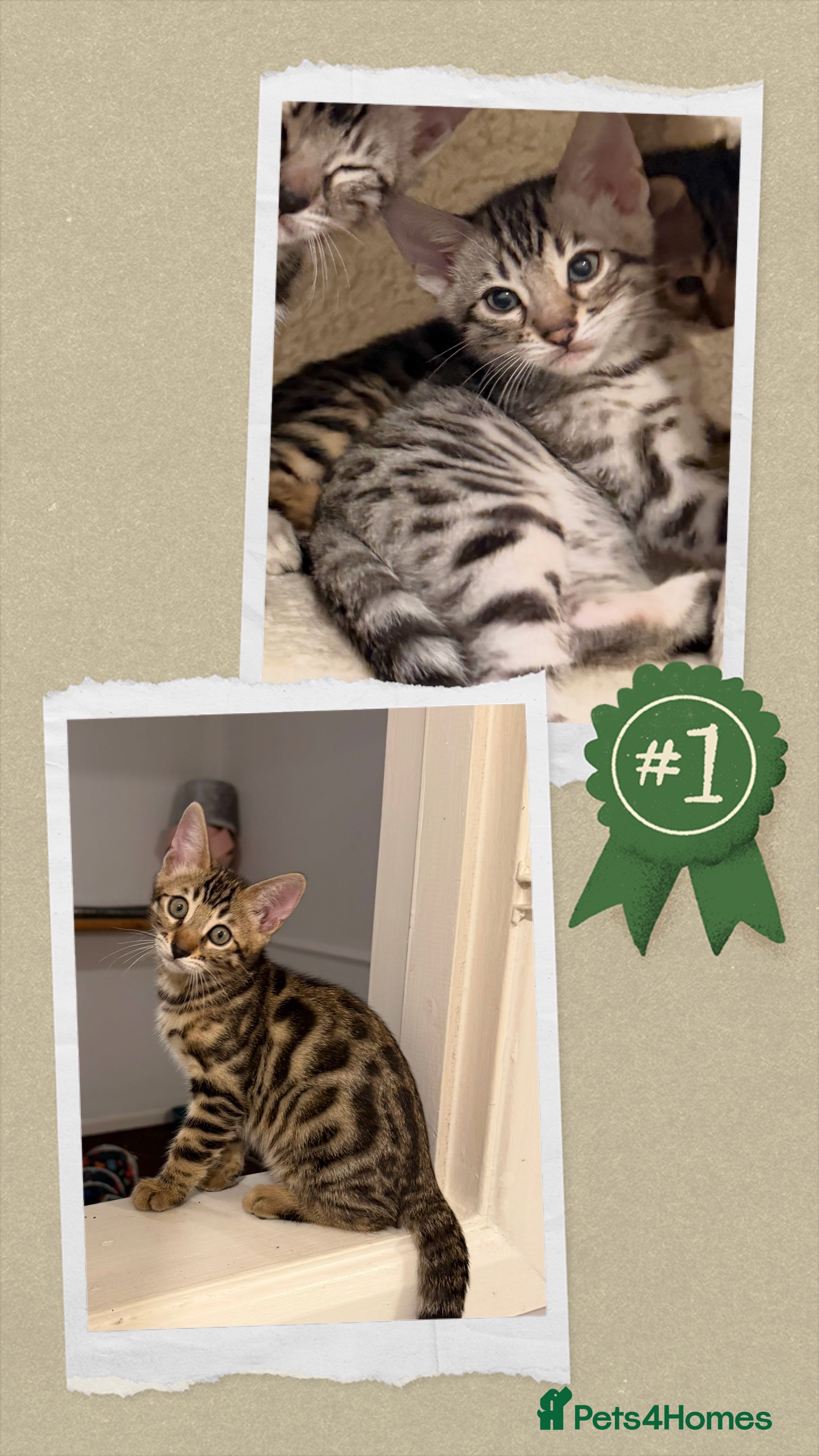 Bengal cats 🩶 BENGAL 🔥 KITTENS 🤍 TICA REGISTERED  - Advert 3