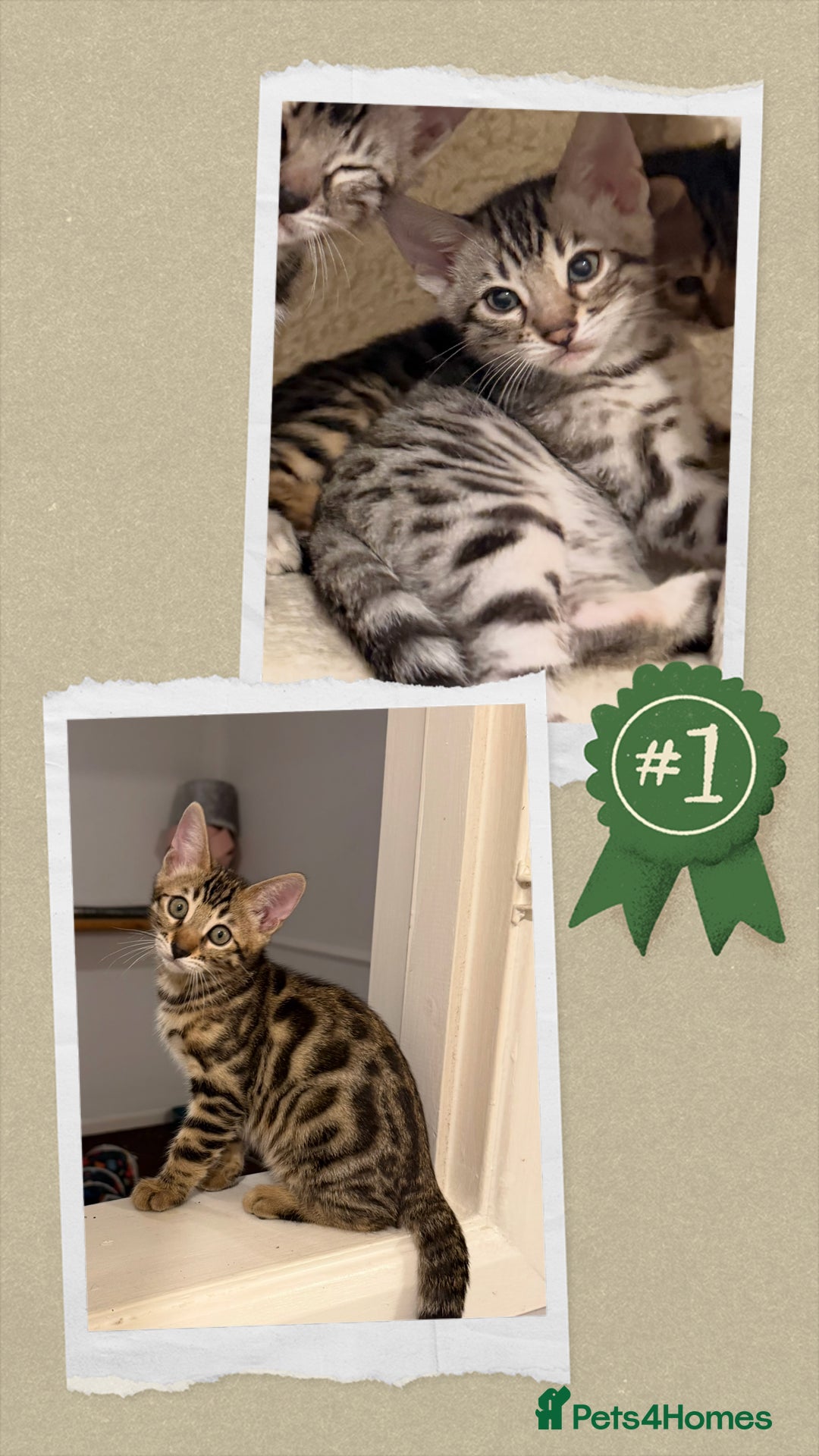 Bengal cats for sale: 🩶 BENGAL 🔥 KITTENS 🤍 TICA REGISTERED  - Advert 6