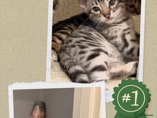 Bengal cats 🩶 BENGAL 🔥 KITTENS 🤍 TICA REGISTERED - Advert 5