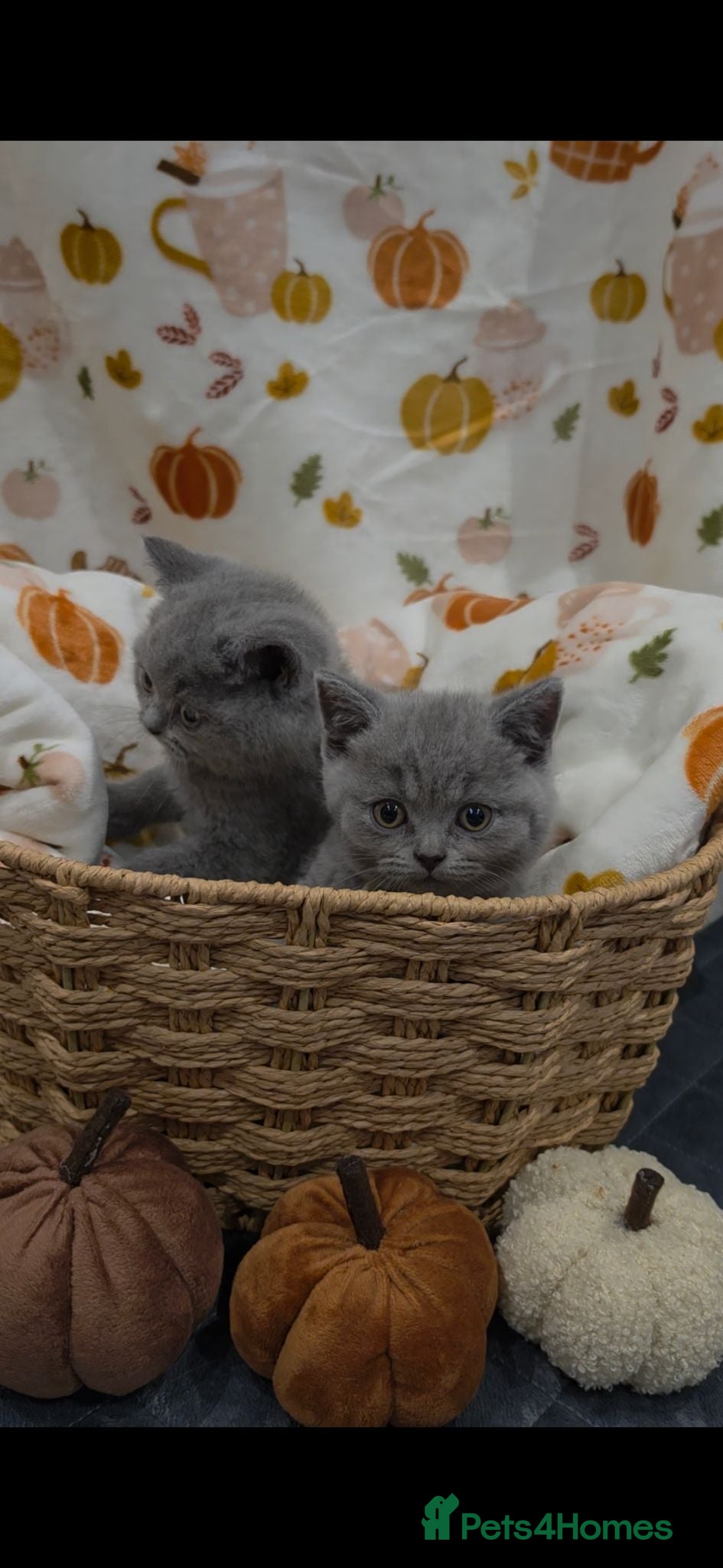 British Shorthair cats Beautiful blue/ lilac British shorthair kittens  - Advert 2