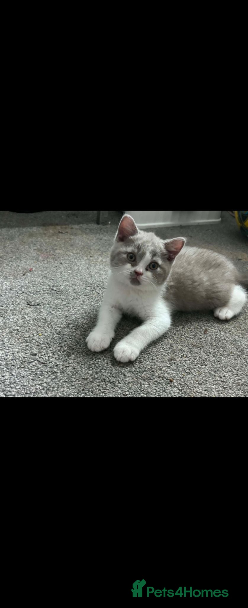 British Shorthair cats Still available Britishorthairs olny 1 boy - Advert 17