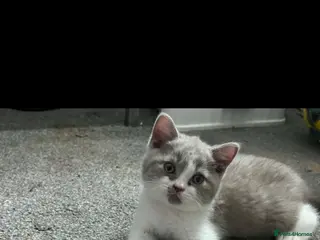 British Shorthair cats Still available Britishorthairs olny 1 boy - Advert 17