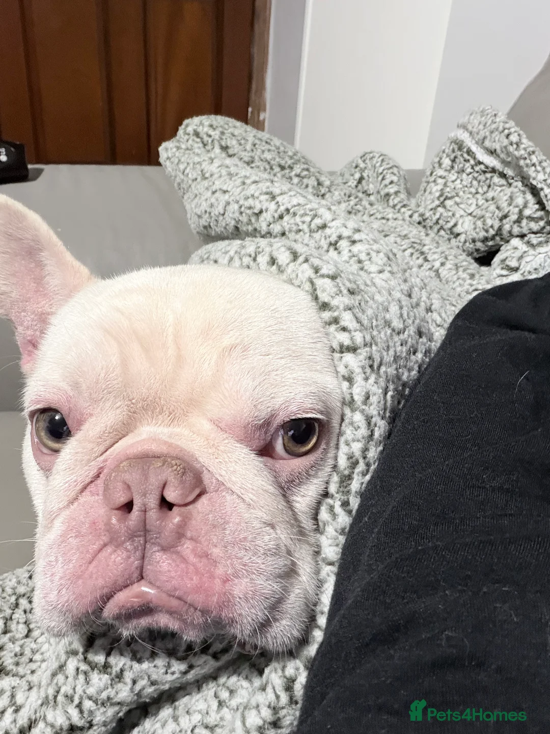 French Bulldog dogs for sale: 2 year old French bulldog - male  in Wakefield - Advert 3