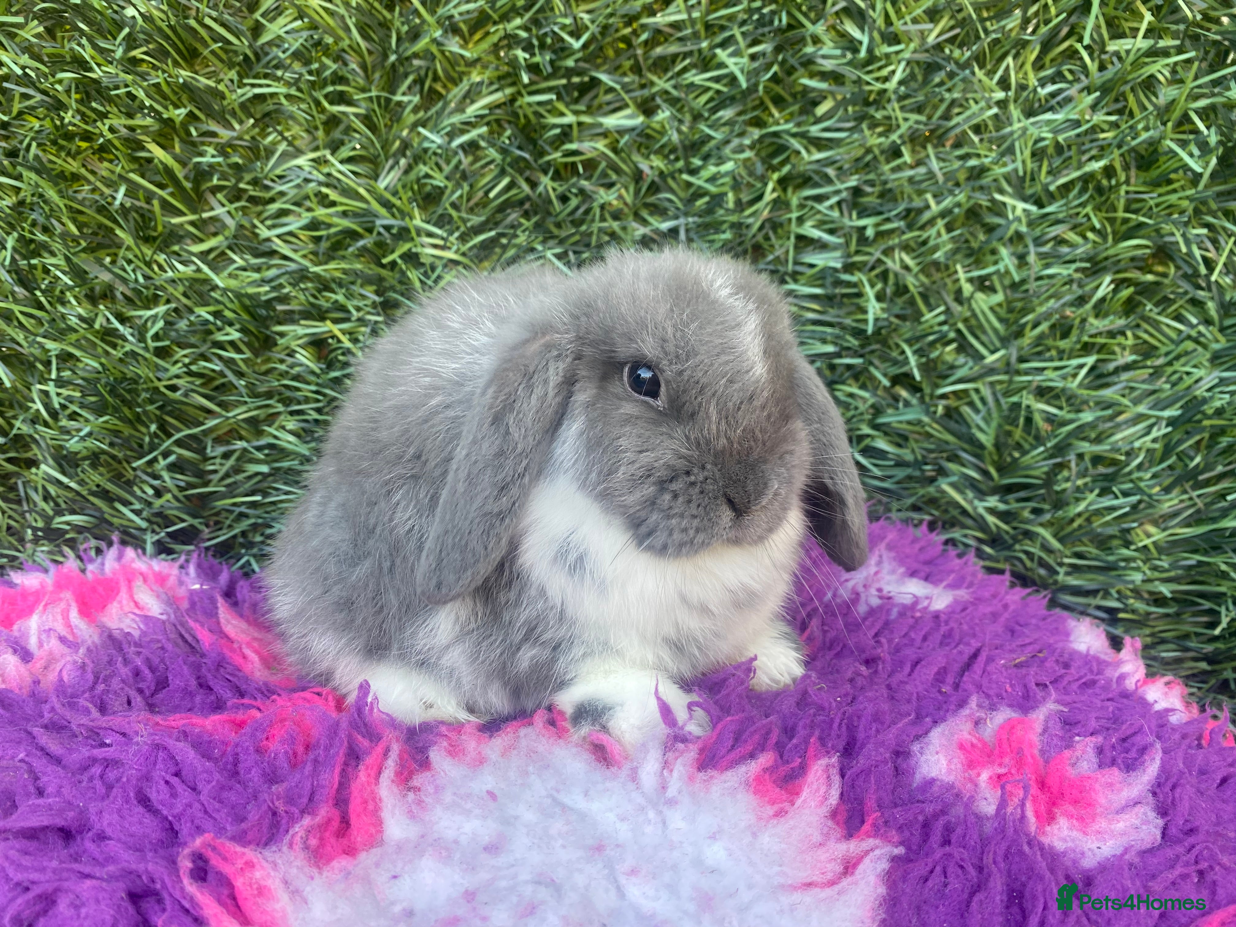 Mini Lop rabbits Mini lop bucks ready now  - Advert 17