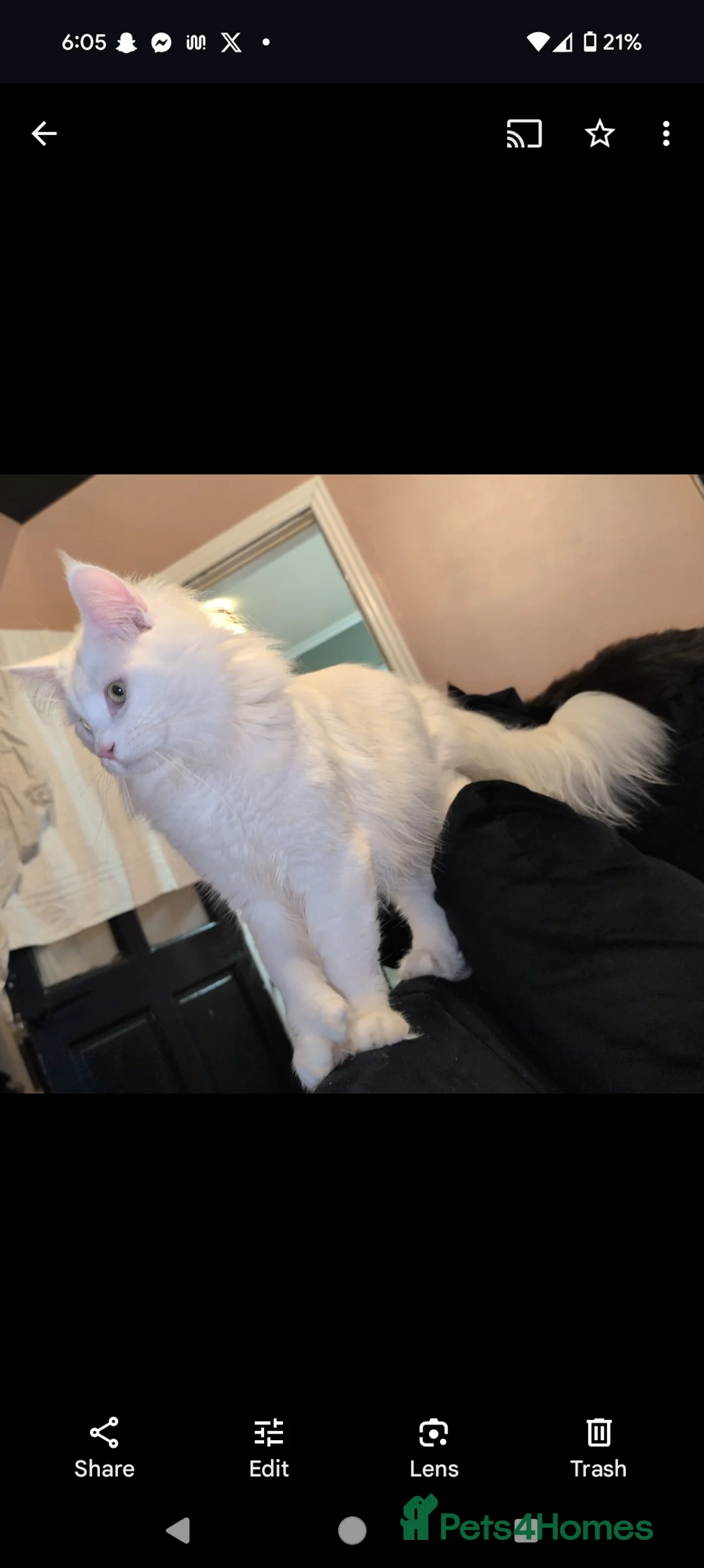 Maine Coon cats for stud: Beautiful polydactyl white Maine coon for stud  in Sunderland - Advert 3