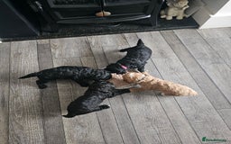Cockapoo dogs for sale: Beautiful f2b cockapoos  - Image 11