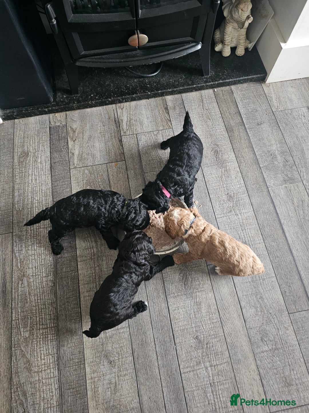 Cockapoo dogs for sale: Beautiful f2b cockapoos  - Image 11