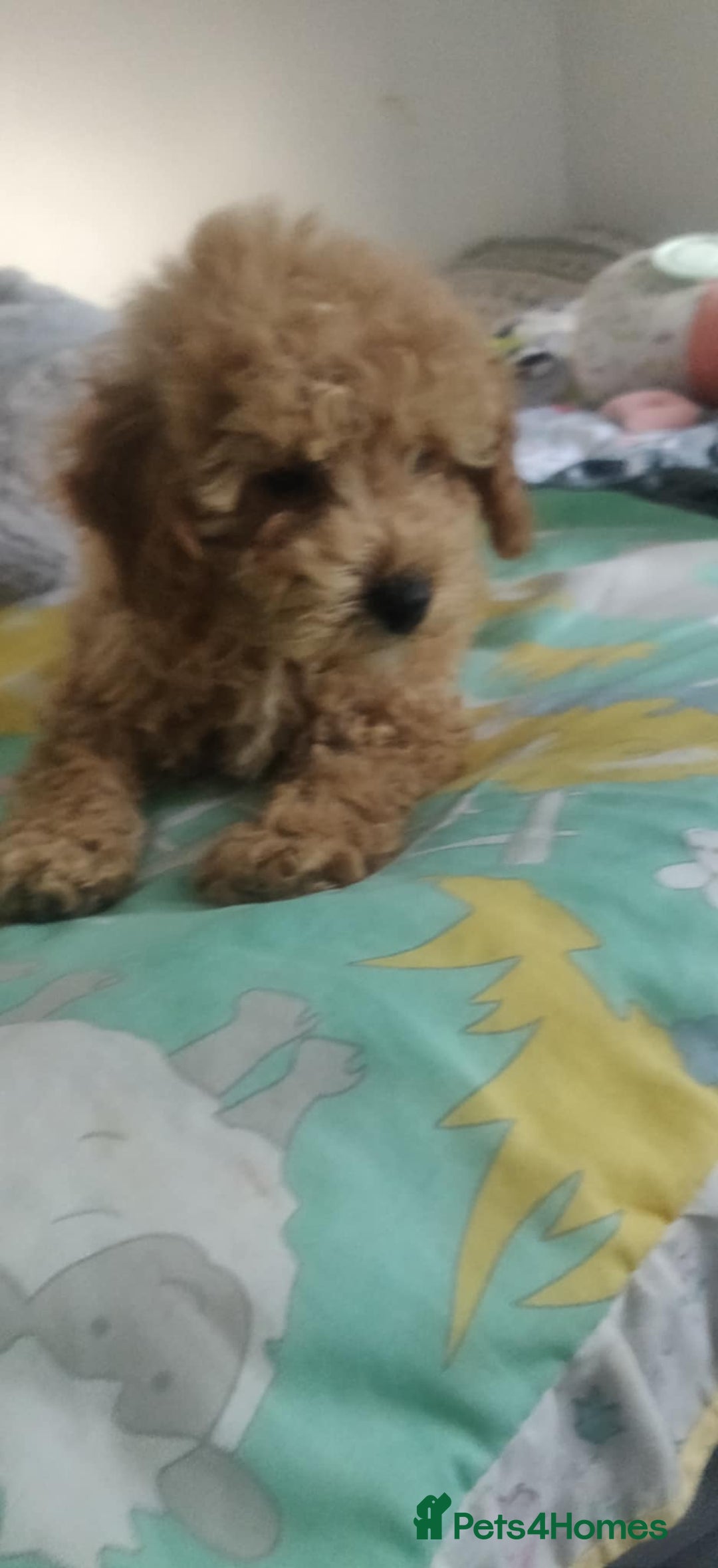 Maltipoo dogs for sale: Beautiful maltipoo puppys - Image 6