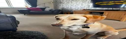Mixed Breed dogs for adoption: Meet Dolly, currently residing in Warwickshire  in Rugby - Advert 5