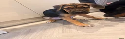 Cane Corso dogs for sale: Black & Tan Cane Corso Loving Home Wanted - Advert 7