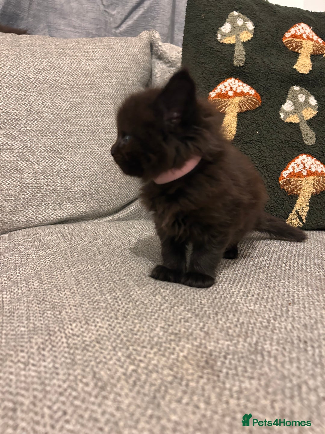 Maine Coon cats for sale: Halloween babies 🎃🐈‍⬛ 2 girls left - Advert 25