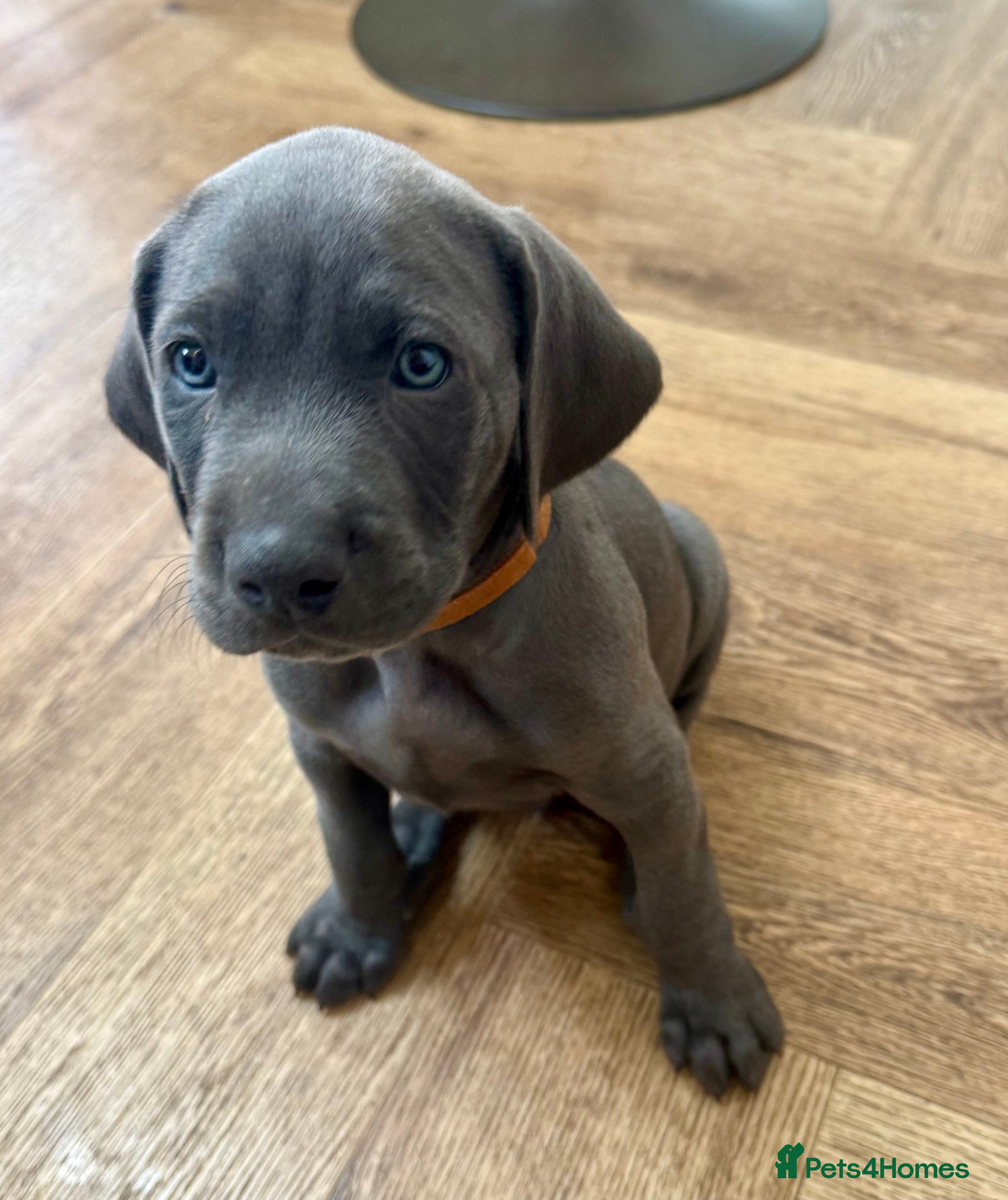 Weimaraner dogs KC Reg Weimaraner Puppies Silver & Blue - Advert 2