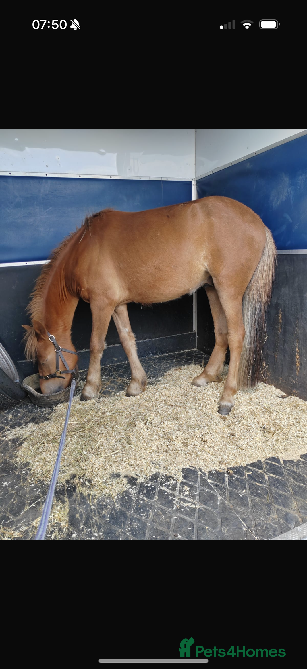 Dartmoor horses for sale: Gorgeous super friendly Dartmoor Pony - Advert 1