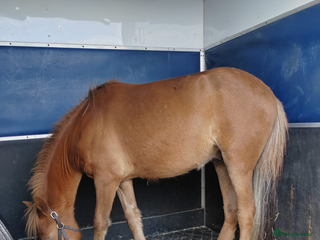 Dartmoor horses Gorgeous super friendly Dartmoor Pony - Advert 3