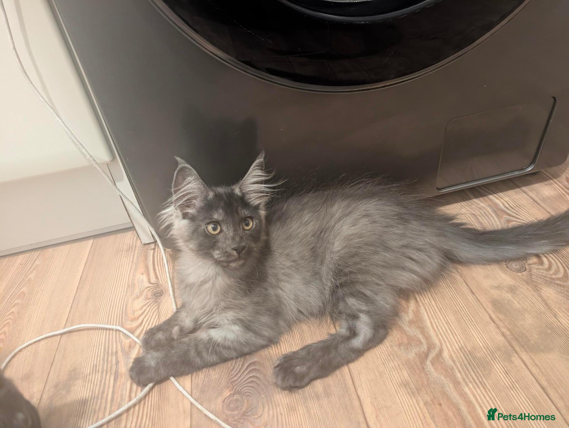Maine Coon cats Maincoons wihtout papers price drop.  - Advert 2
