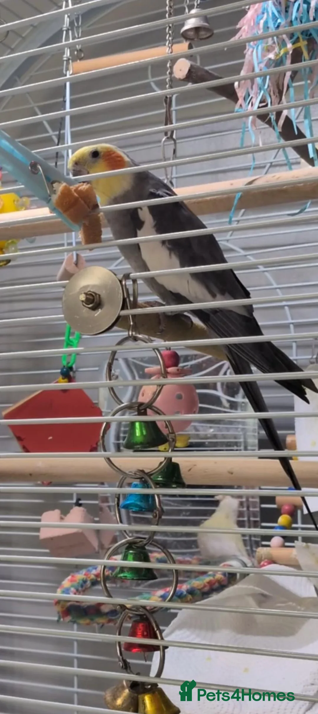 Cockatiels birds for sale: Male Cockatiel - Advert 2