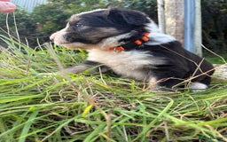 Bearded Collie dogs for sale: 🚨3/4 BEAUTIFUL BEARDIE PUPPIES 🚨 - Image 12