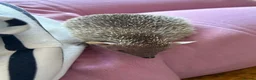 Pygmy Hedgehog rodents for sale: Male & Female Tenrecs with 4ft Vivarium Setup £400 - Advert 8