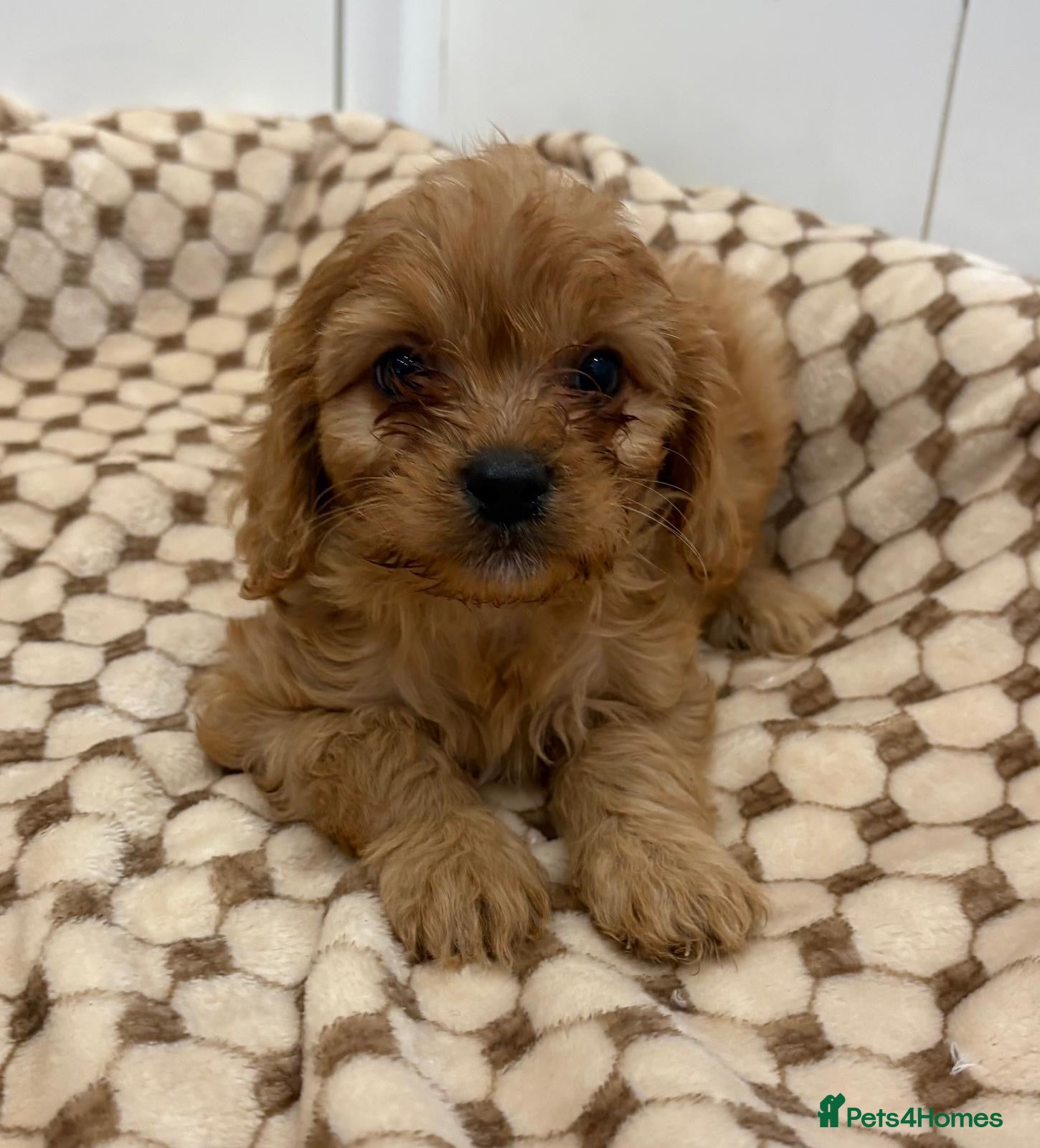 Cavapoo dogs F1 cavapoo 2 boys left  - Advert 9