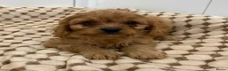 Cavapoo dogs for sale: F1 cavapoo 2 boys left REDUCED - Advert 3