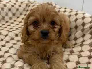 Cavapoo dogs F1 cavapoo 2 boys left - Advert 9