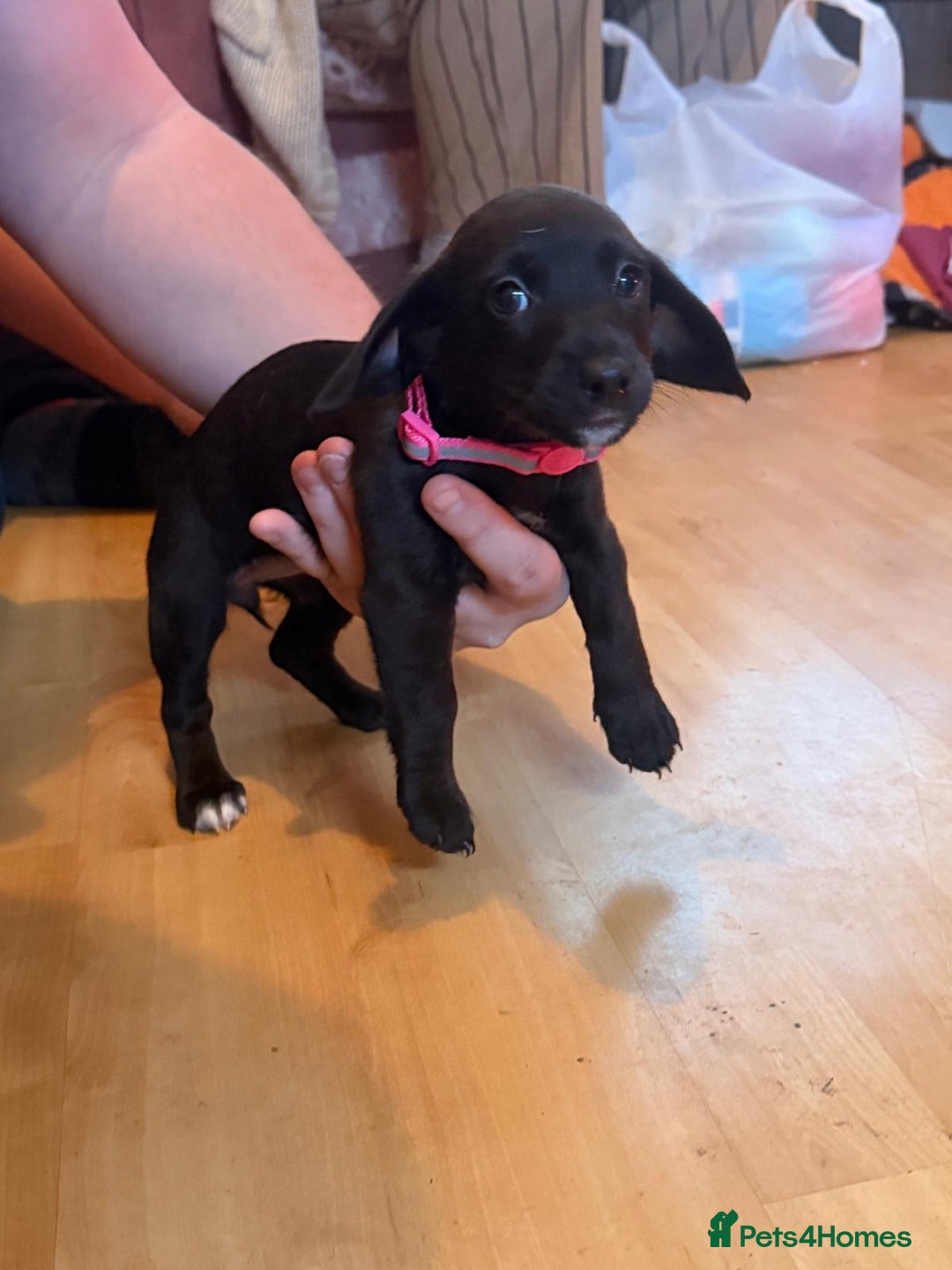 Mixed Breed dogs for sale: Jack Russell cross doxiepoo pups for sale  - Advert 3