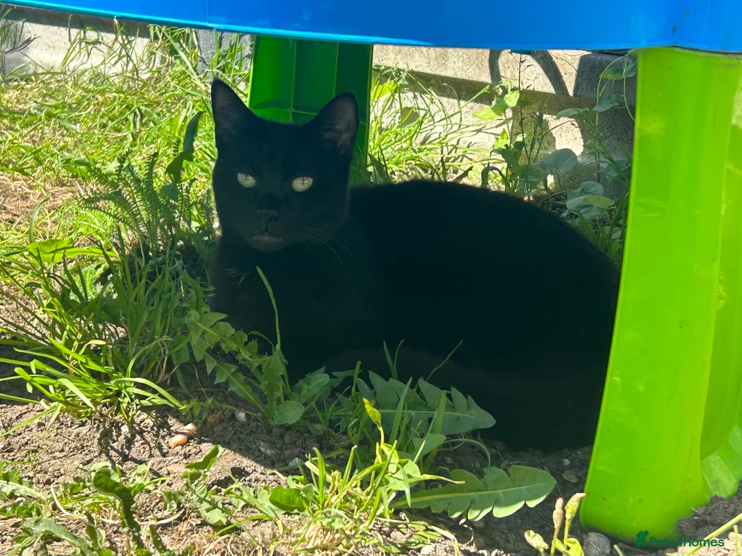 Mixed Breed cats for sale: Black cat - Advert 1