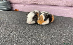 Guinea Pig rodents for sale: Stunning Guinea pig babies - Image 2