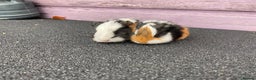 Guinea Pig rodents for sale: Stunning Guinea pig babies - Advert 2