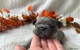 French Bulldog dogs for sale: Frenchie pups KC Registered  - Image 14