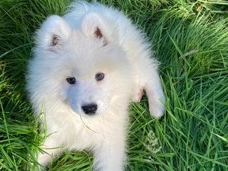 Samoyed dogs KC registered Samoyed Girl Age 4 in Birmingham - Advert 1