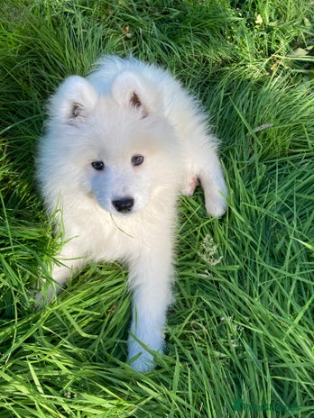 Samoyed dogs KC registered Samoyed Girl Age 4 in Birmingham - Advert 1